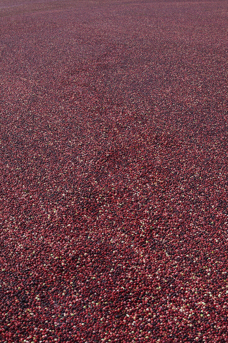 Cranberry Harvest, Pitt Meadows, British Columbia, Canada
