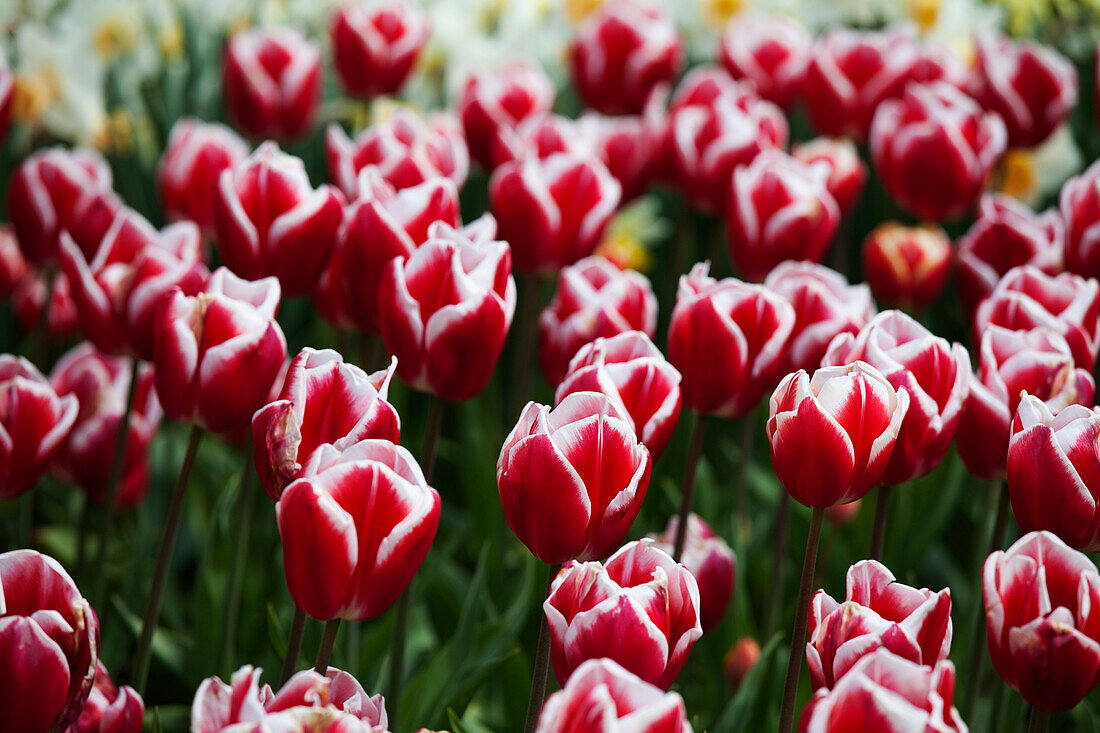 Tulpenfarm, Skagit Valley, Washington, USA