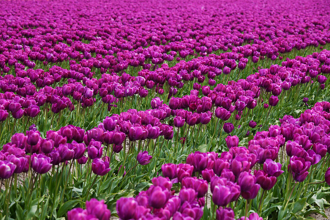 Tulip Farm, Skagit Valley, Washington, USA