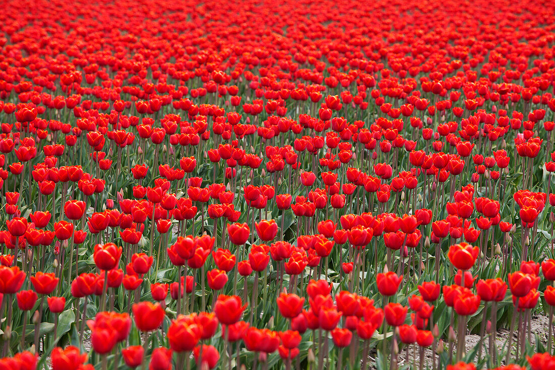 Tulpenfarm, Skagit Valley, Washington, USA