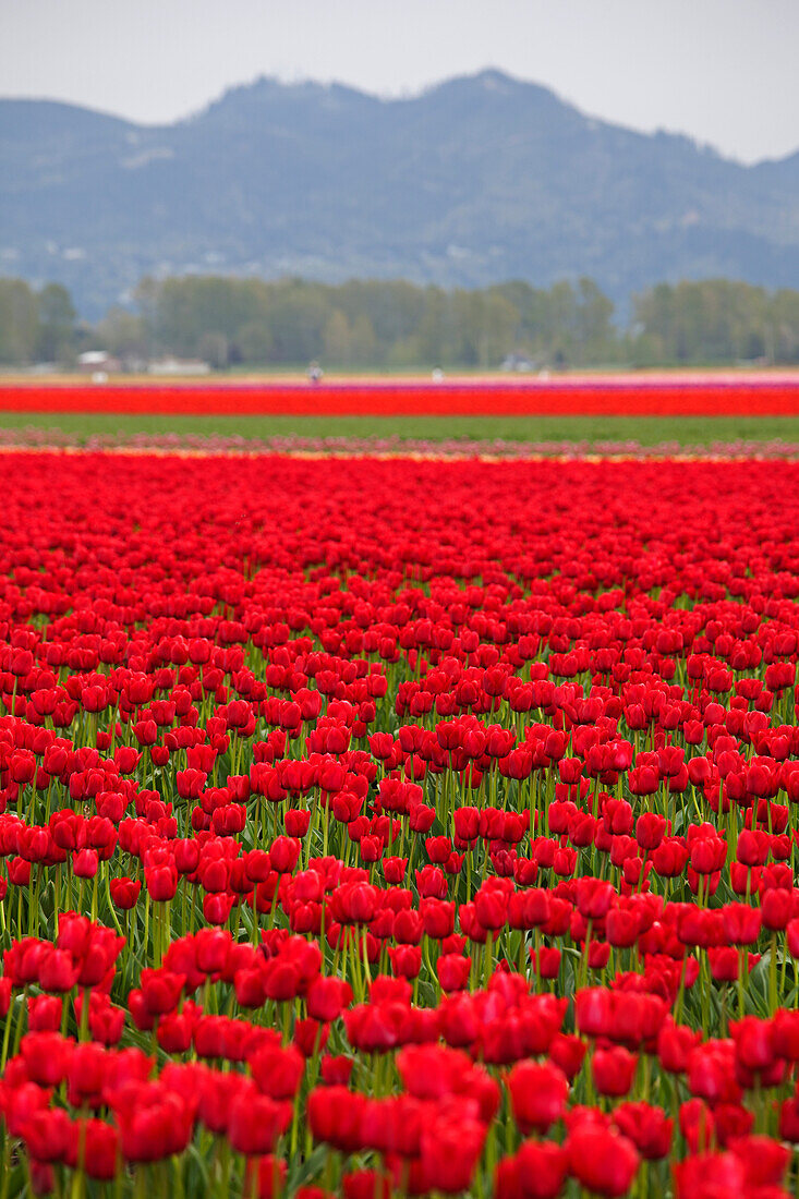 Tulip Farm, Skagit Valley, Washington, USA