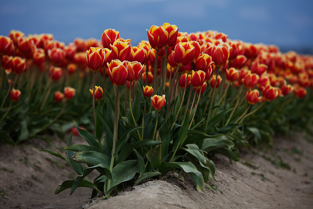Tulip Farm, Skagit Valley, Washington, USA