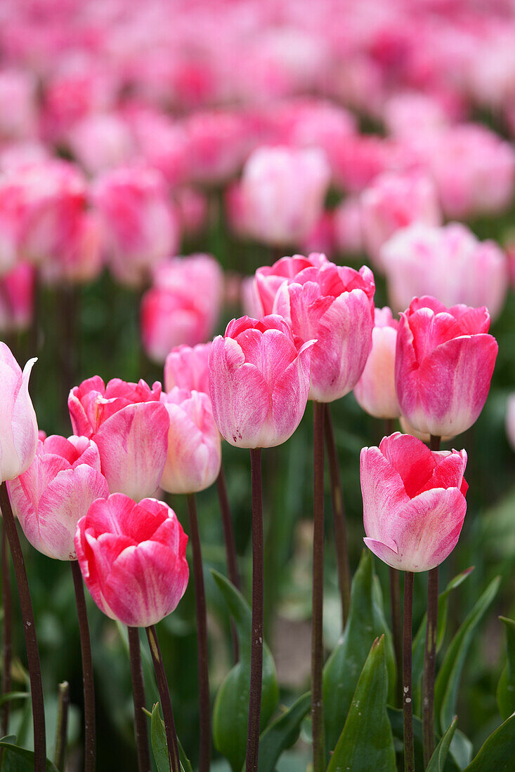 Tulip Farm, Skagit Valley, Washington, USA