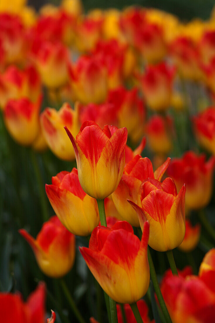 Tulpenfarm, Skagit Valley, Washington, USA