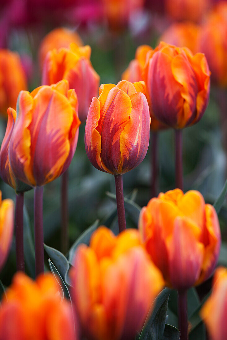 Tulip Farm, Skagit Valley, Washington, USA
