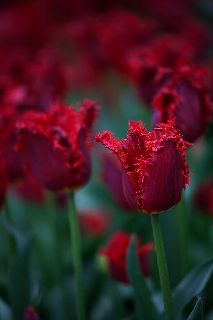 Tulpenfarm, Skagit Valley, Washington, USA