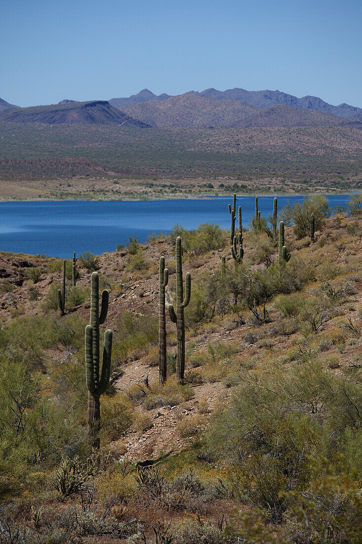 Saguaro-Kaktus auf der Arizona-Seite des Lake Havasu, Kalifornien, im Hintergrund, USA