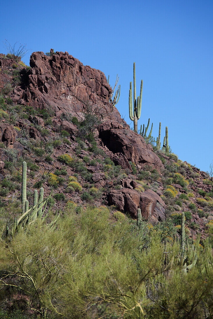 Saguaro Cactus, Organ Pipe National Park, Arizona, USA