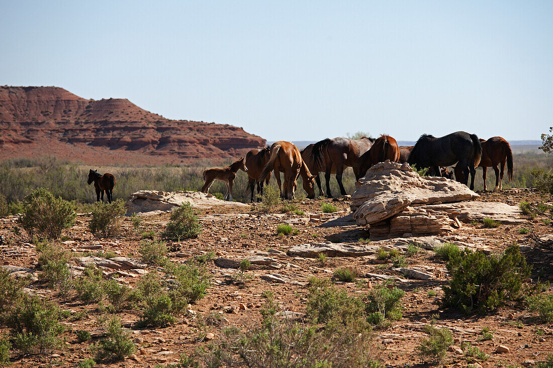 Weidende Pferde, östliches Arizona, USA