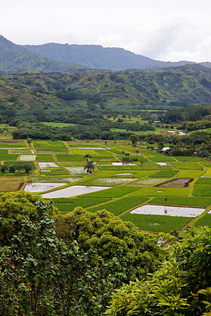 Taro-Felder, Kauai, Hawaii, USA