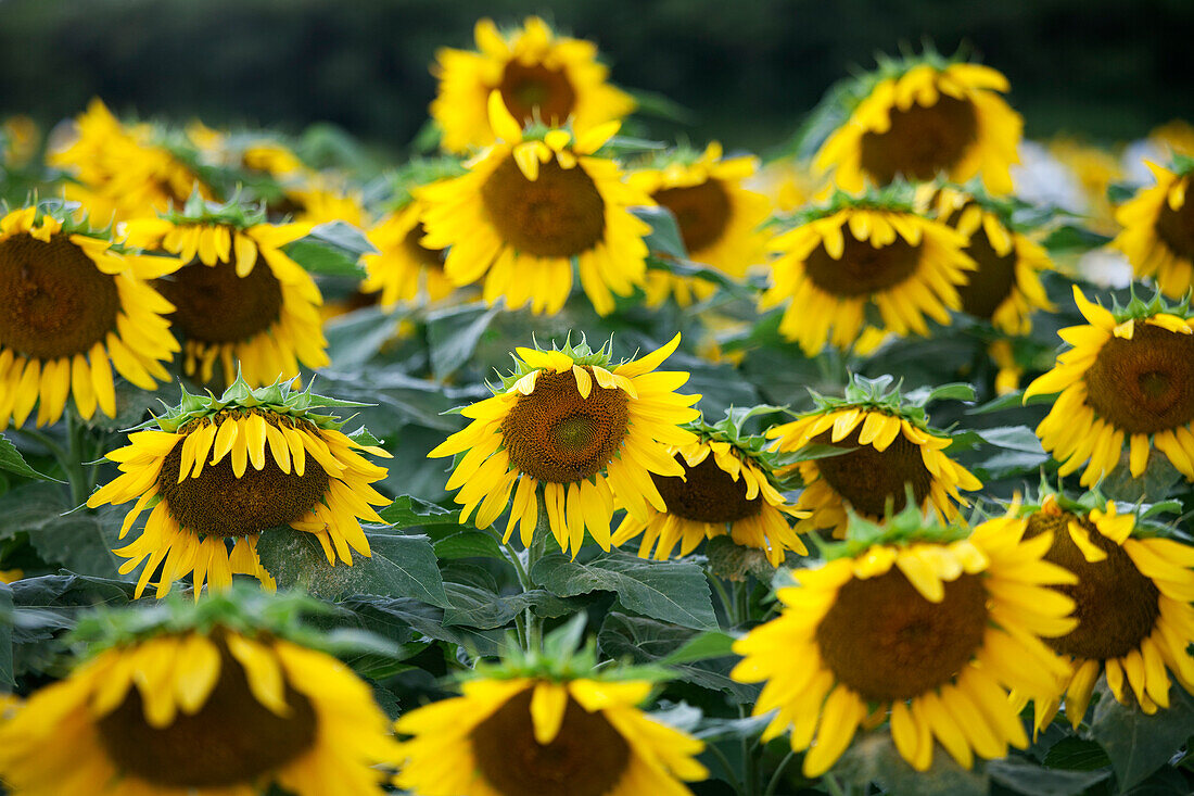 Sonnenblumen-Farm, Kauai, Hawaii, USA