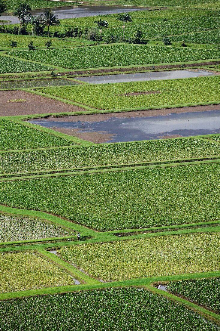 Taro Fields, Kauai, Hawaii, USA