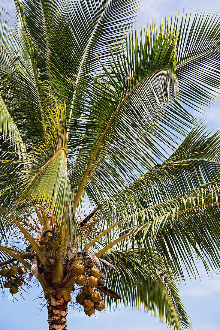 Kokosnusspalme, Kauai, Hawaii, USA