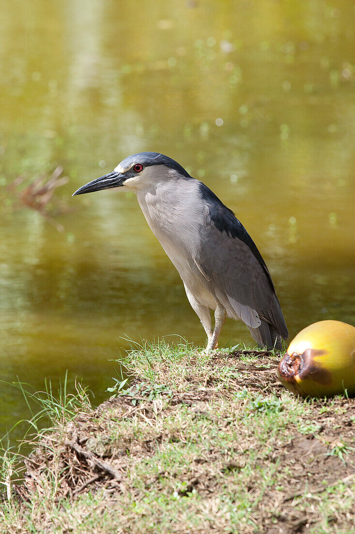 Kingfisher, Kauai, Hawaii, USA