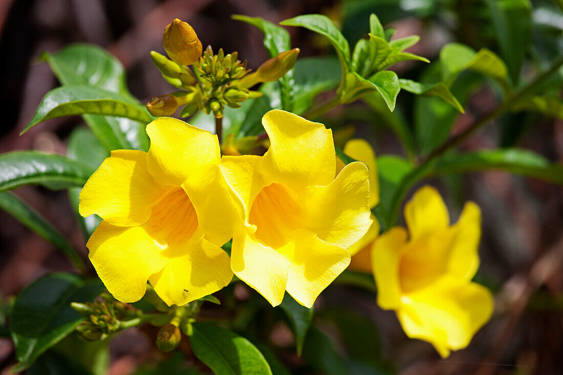 Goldene Trompetenrebe, Kauai, Hawaii, USA