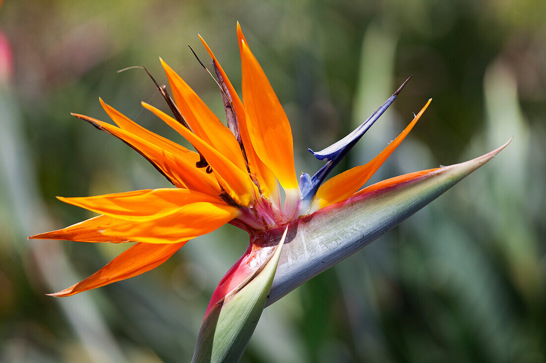 Paradiesvogelblume, Kauai, Hawaii, USA