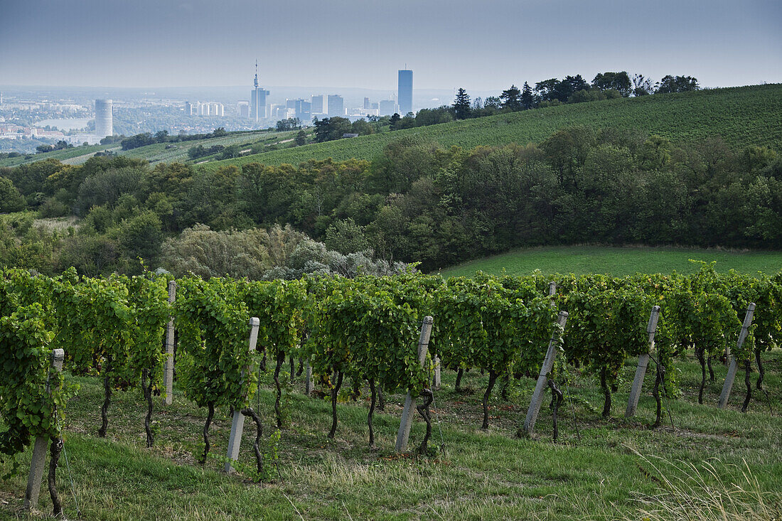 Weinberg mit Stadt im Hintergrund bei Grinzing, Wien, Österreich