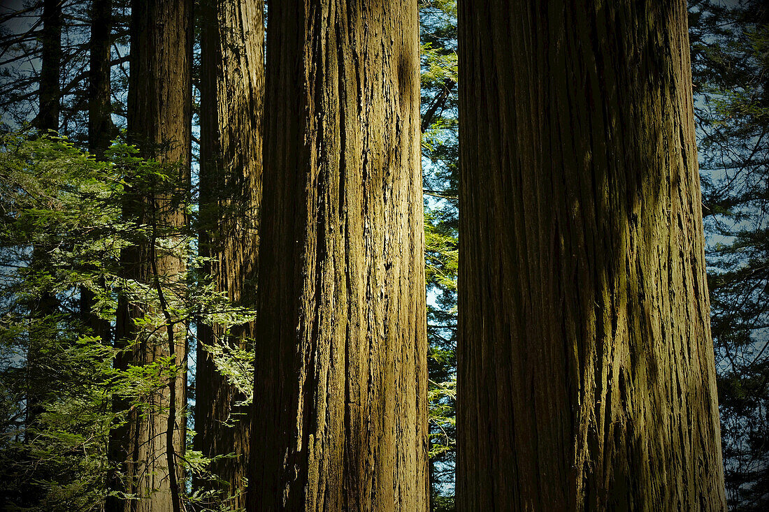 Close-up of redwood tree trunks in a forest in Northern California, USA