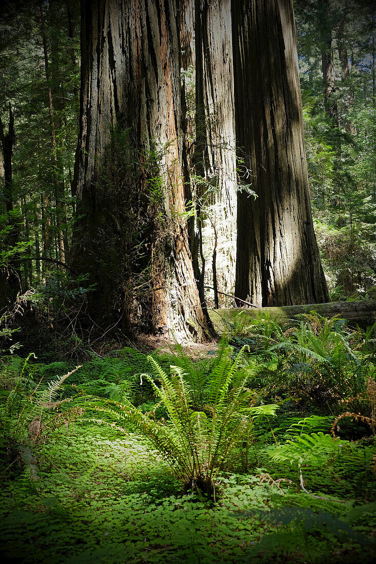 Nahaufnahme von Mammutbaumstämmen und Vegetation auf dem Waldboden in Nordkalifornien, USA