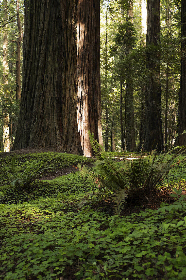 Redwood tree trunks and forest floor in Northern California, USA