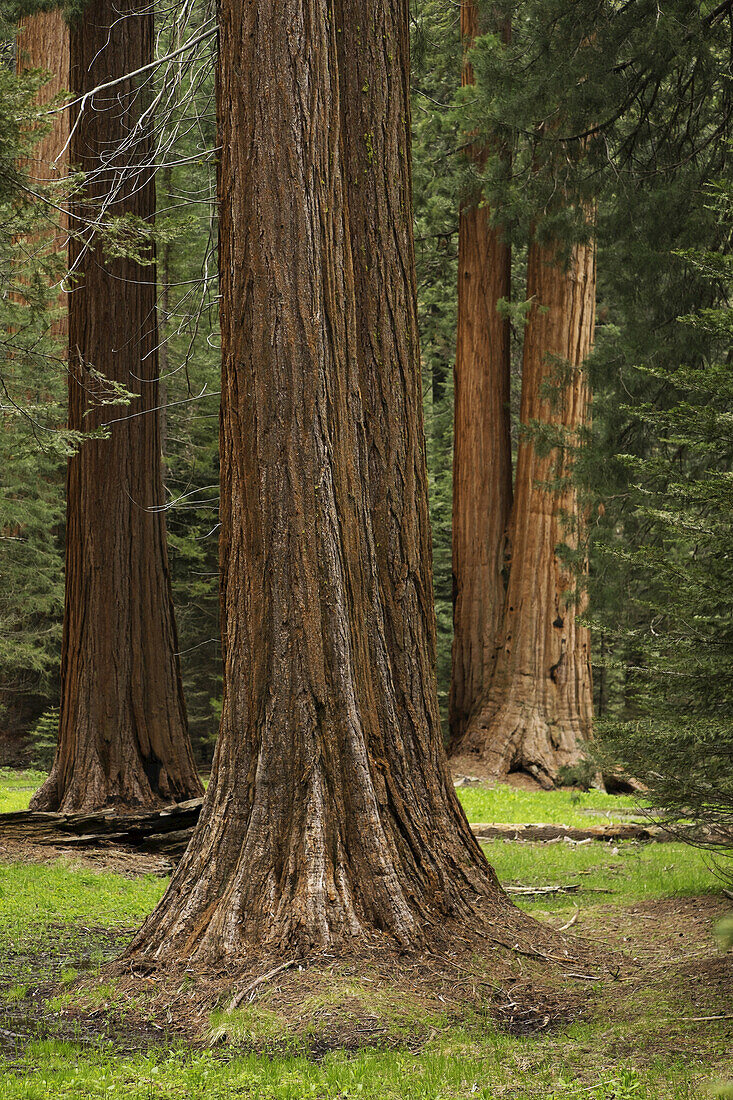 Sequoia tree trunks in forest in Northern California, USA