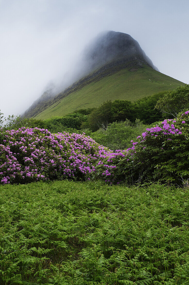 Benbulbin mit Nebel, Dartry Mountains, Grafschaft Sligo, Republik Irland