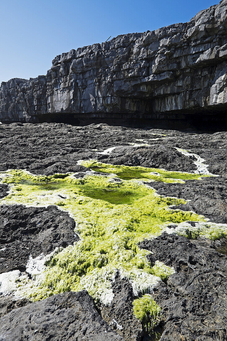 Coastal cliffs with moss growing on rocky shoreline, Aran Islands, Republic of Ireland