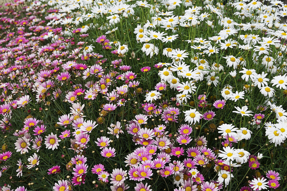 Close-up of field of pink and white daisys, Republic of Ireland