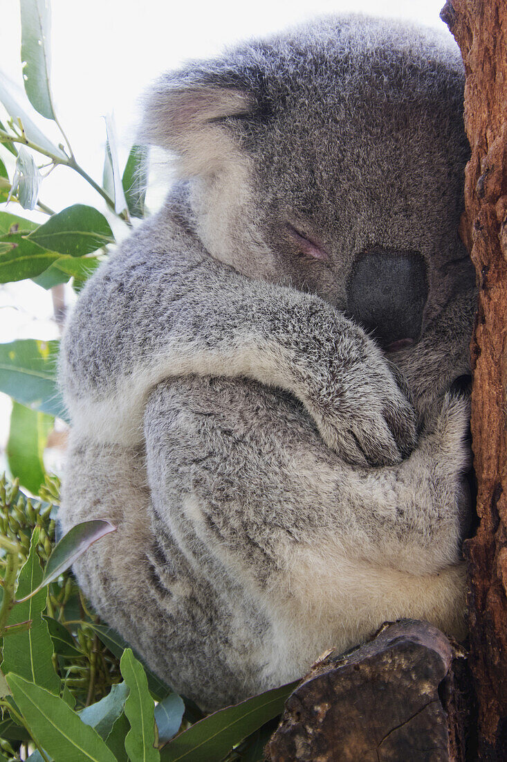 Close-up of koala bear sleeping at rescue hospital in Port Macquarie in New South Wales, Australia