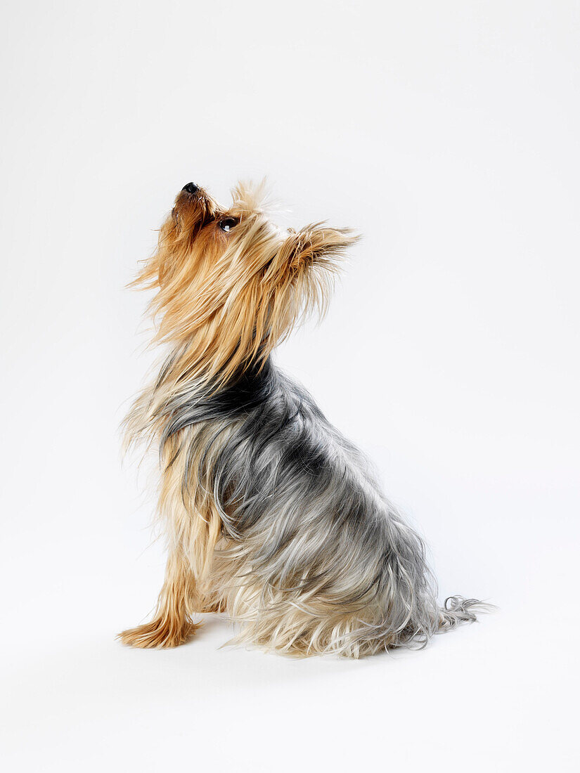 Profile of Yorkshire Terrier