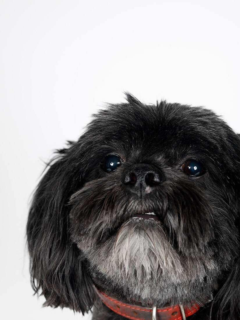 Portrait von Lhasa Apso