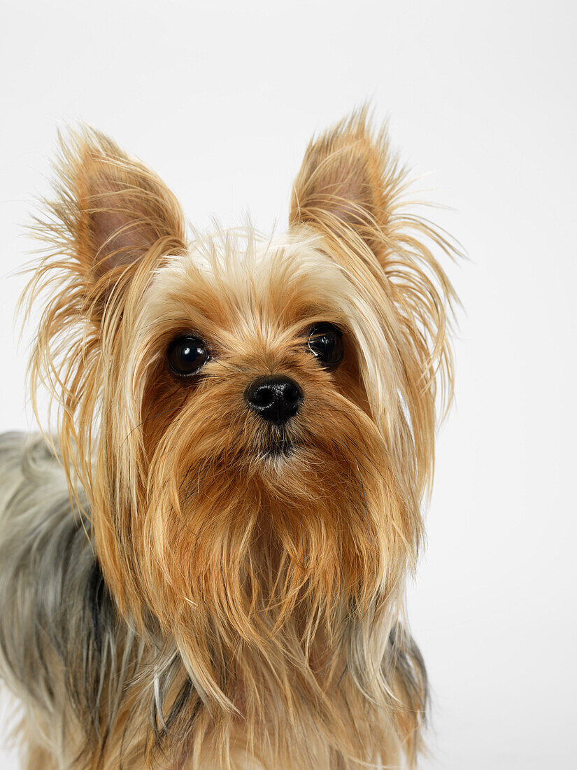 Portrait von Yorkshire Terrier