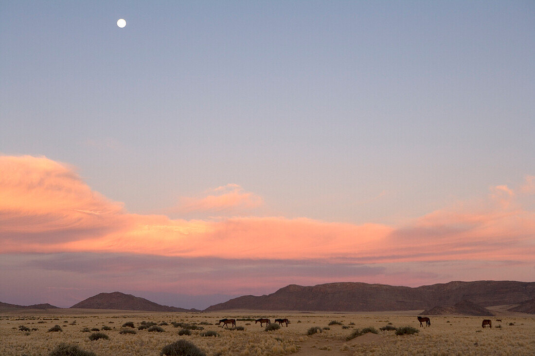 Wildpferde, Aus, Karas Region, Namibia