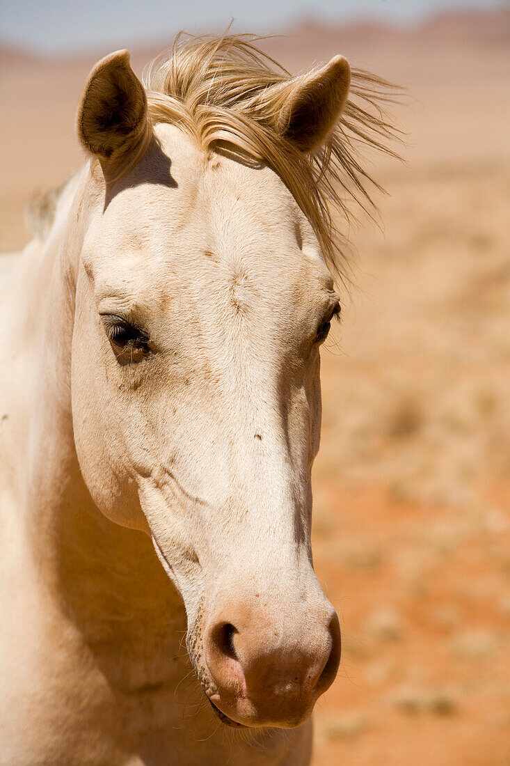 Nahaufnahme eines Wildpferdes, Aus, Karas Region, Namibia