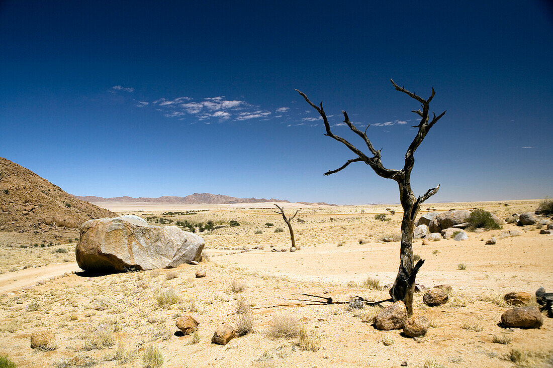 Toter Baum in der Wüste, Aus, Karas Region, Namibia
