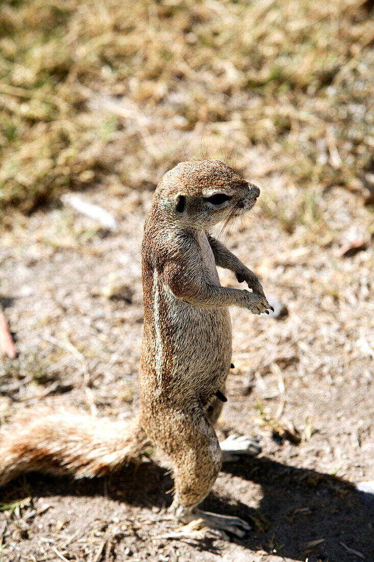 Ground Squirrel, Etosha National Park, Kunene Region, Namibia