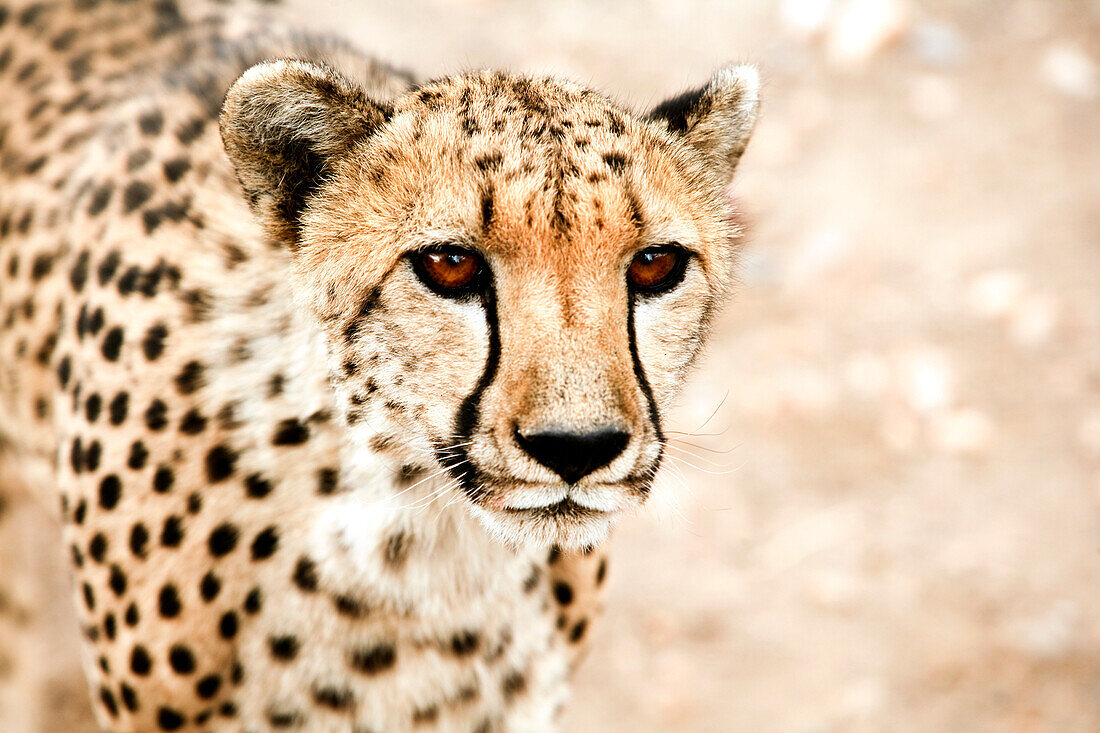 Nahaufnahme eines Geparden, Damaraland, Namibia