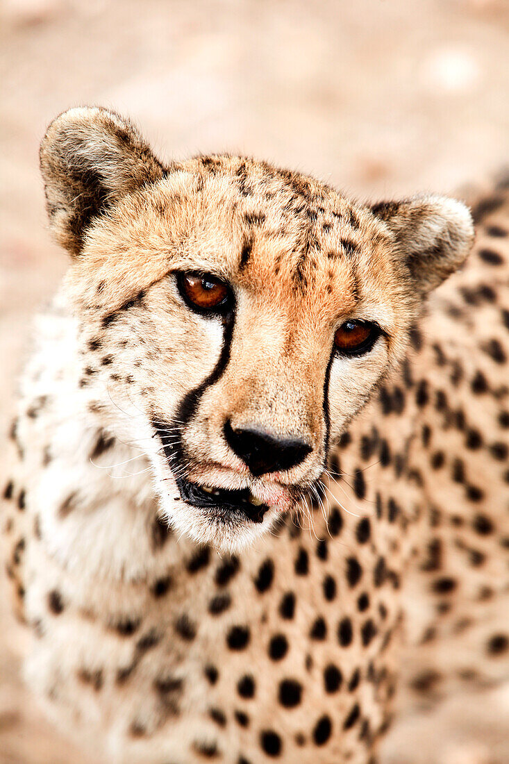 Nahaufnahme eines Geparden, Damaraland, Namibia