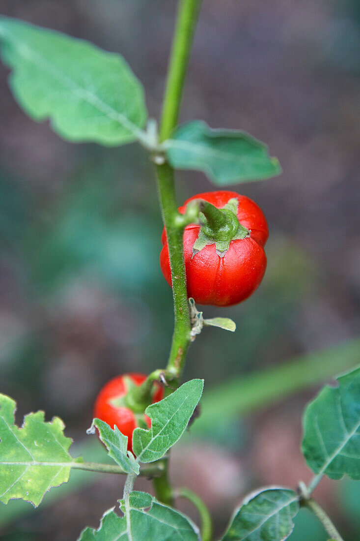 Tomatenpflanze