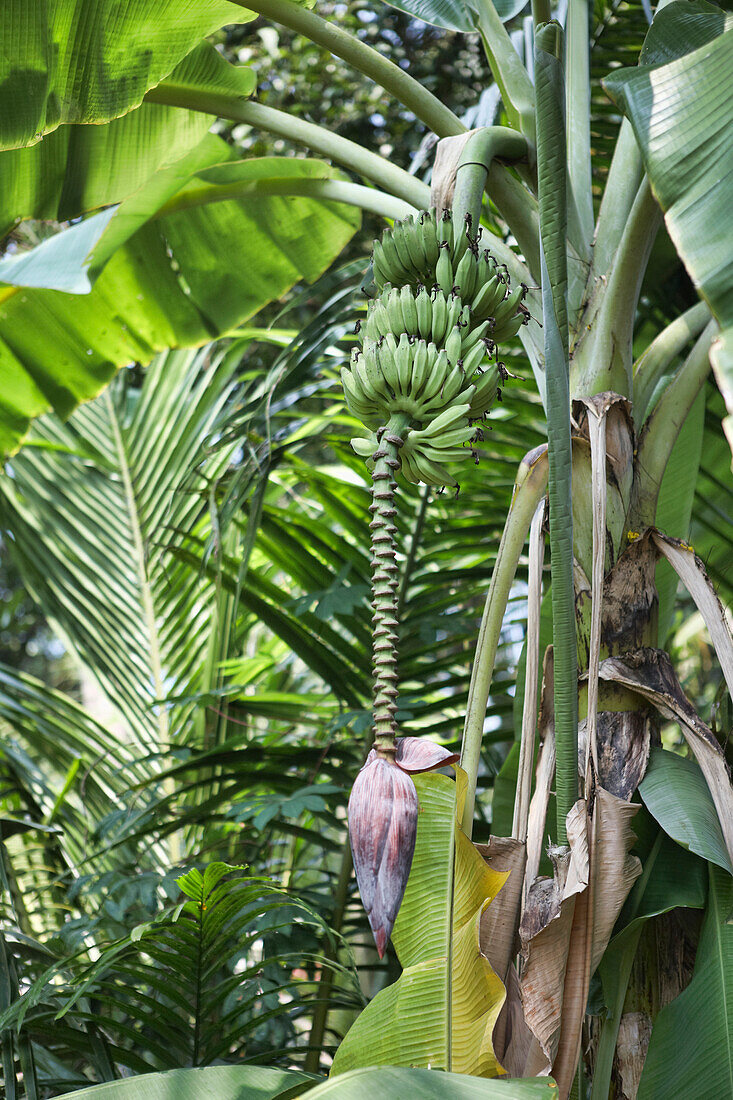 Banana Flower and Bananas Growing on a Tree, India