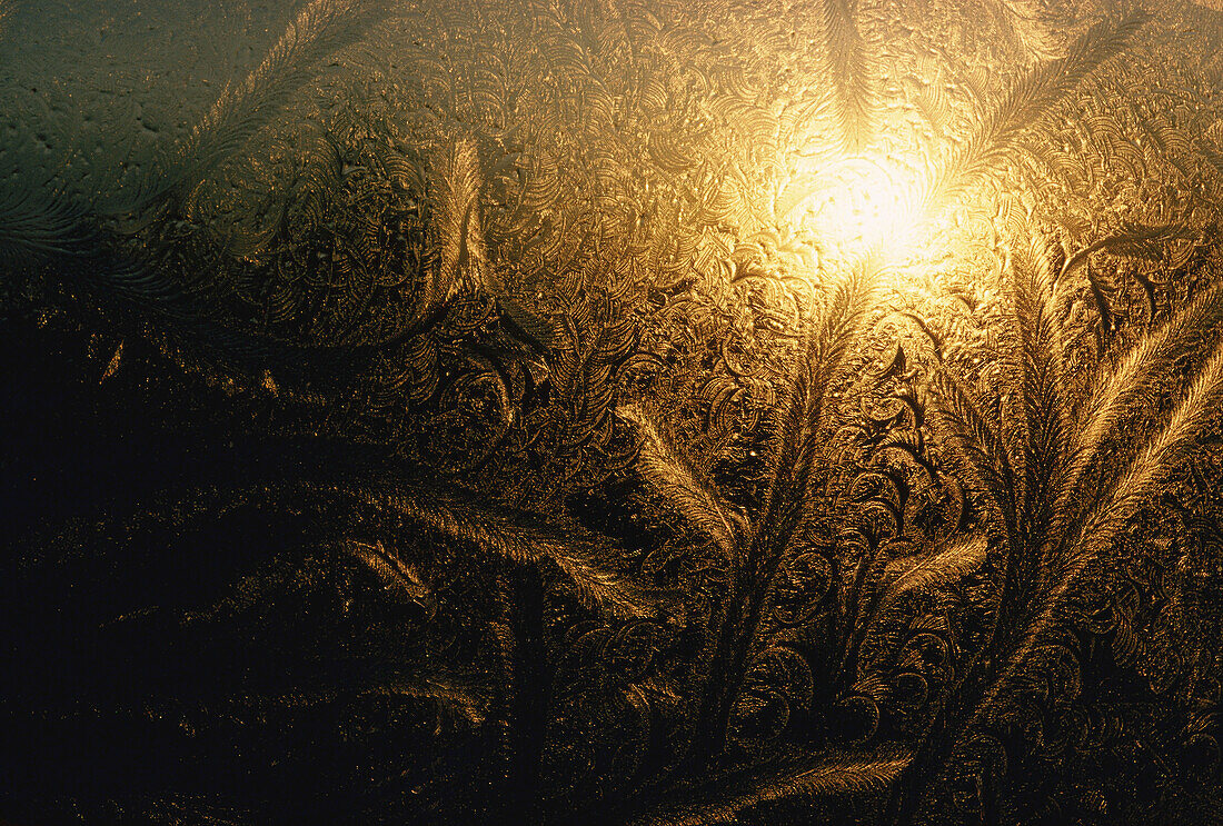 Frost Pattern on Window, New Brunswick, Canada