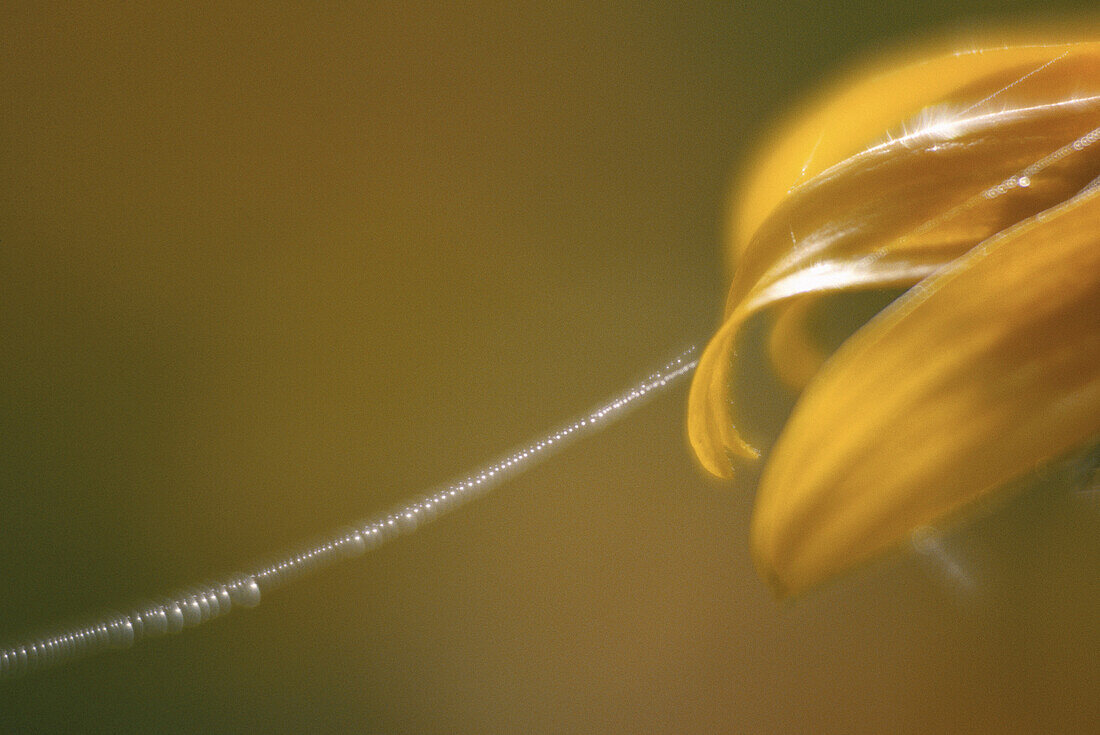 Spider's Wed auf Rudbeckia Blume