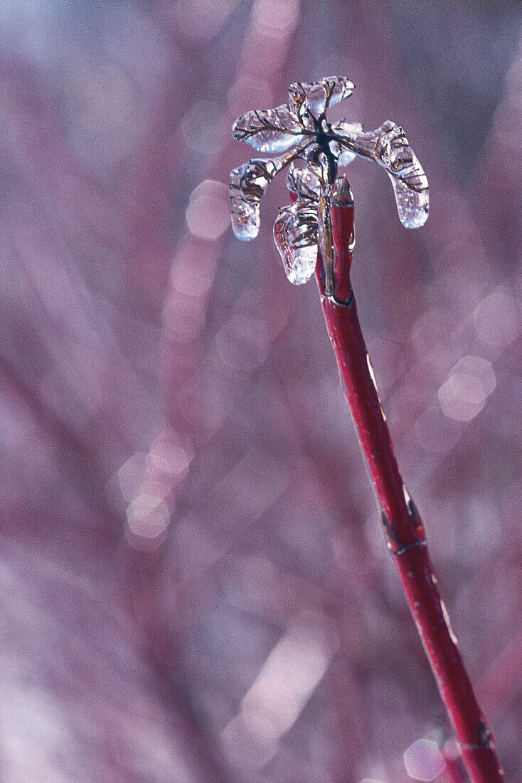 Ice on Branch, Shamper's Bluff, New Brunswick, Canada