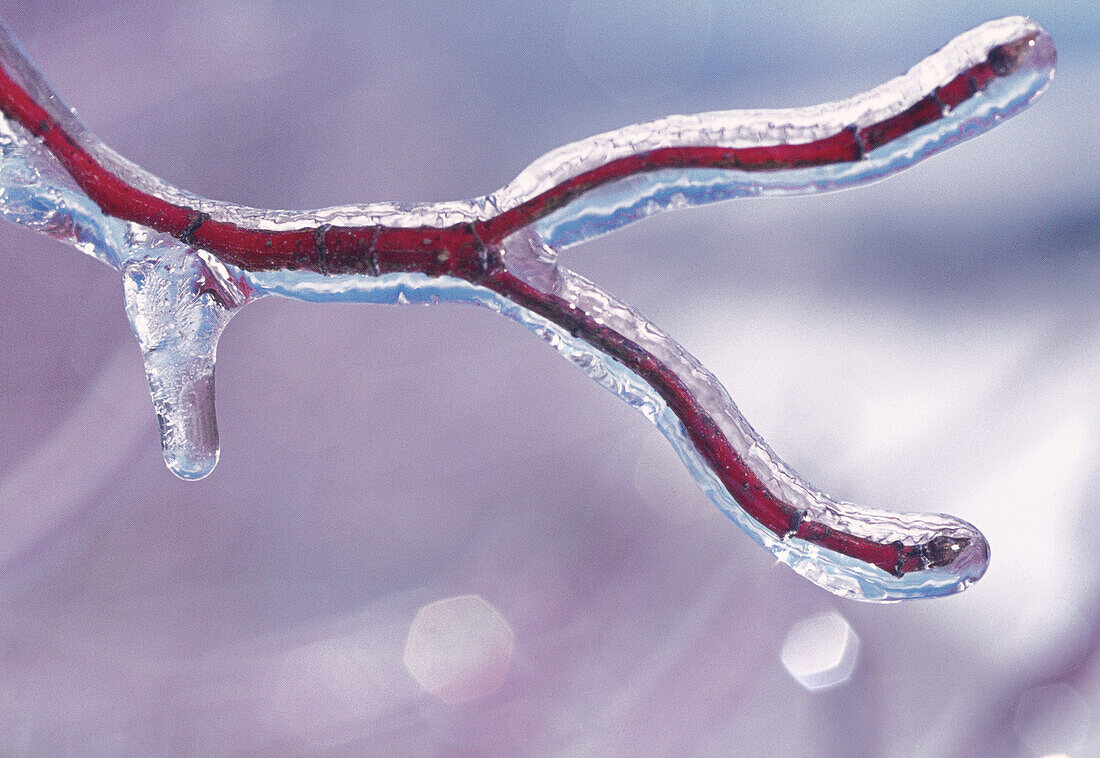 Icy Branch, Shamper's Bluff, New Brunswick, Canada