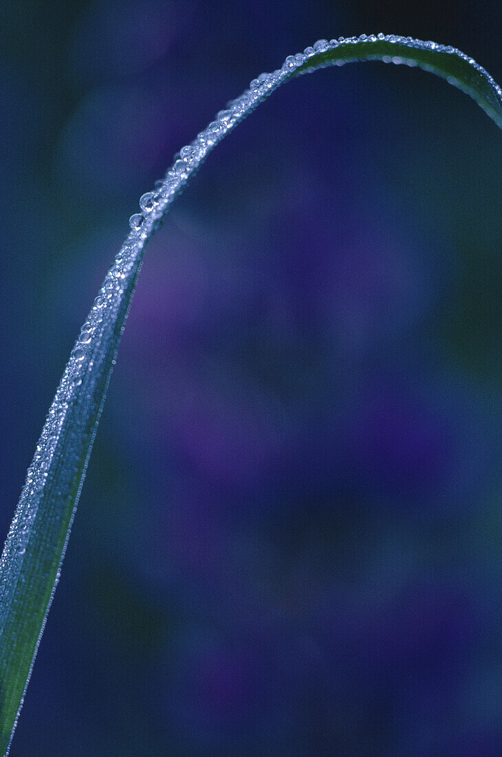 Gras mit Tautropfen, Shamper's Bluff, New Brunswick, Kanada