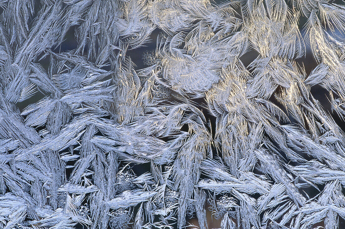 Frost Patterns on Glass, Shamper's Bluff, New Brunswick, Canada