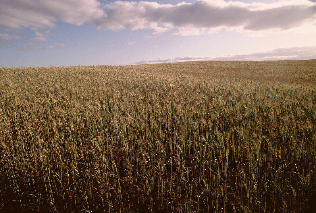 Grain Fields, South Africa