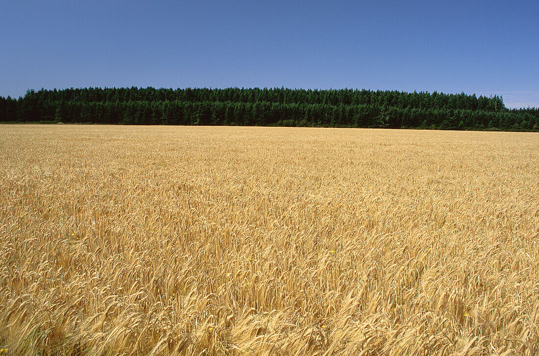 Field of Barley, Coalgate, South Island, New Zealand