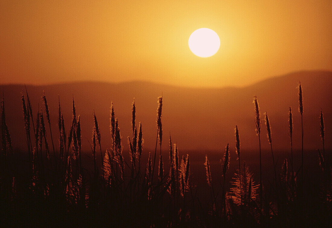 Sugar Cane at Sunset, Zululand, Natal, South Africa