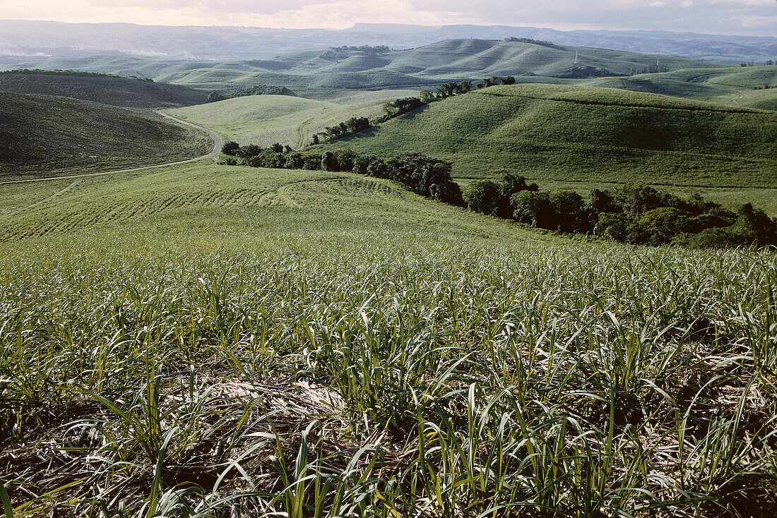 Zuckerrohrfelder, Zululand, Natal, Südafrika
